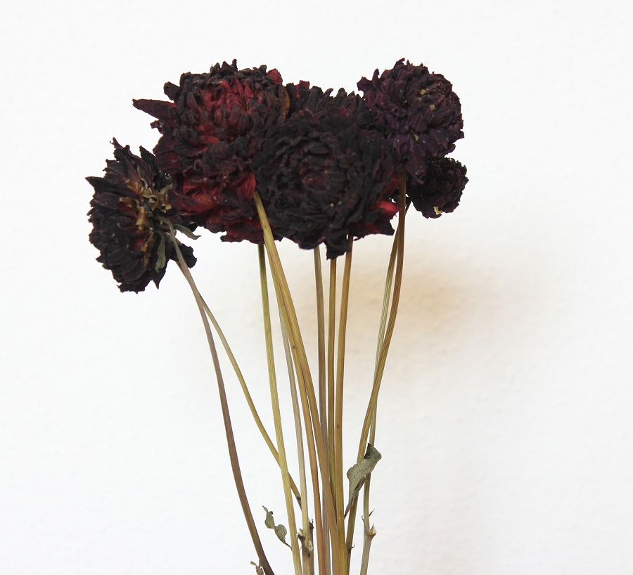 Sušené dálie Čierne cca 10 ks